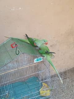 Raw Parrot