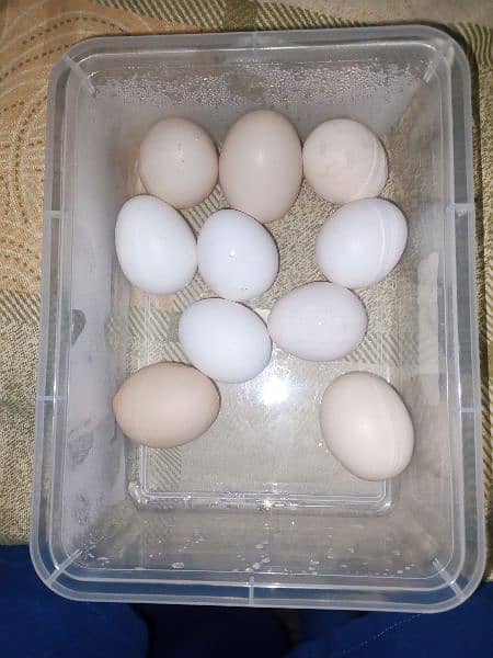 Aseel Fertile Eggs for Sale 5