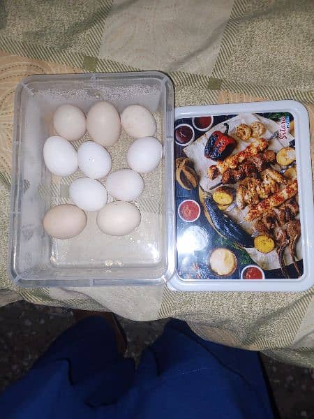 Aseel Fertile Eggs for Sale 6