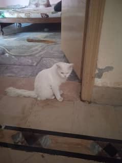 Persian Breed mature cate for sale