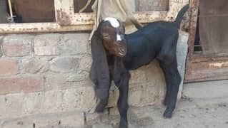 Full Nagri Beetal female goat kid from milking Bloodline