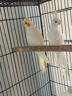 eno male and common white female cocktail with 1 chick  100 % breader