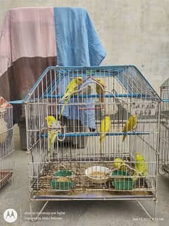 All parrots with cage