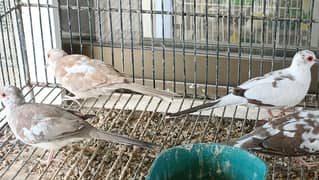 Red pied dove 2 pairs age 3.5 month Daimond Pied dove young females
