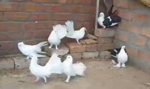 Laka kabootar, Laka pigeon breeder pair , Lacky pigeon (03445783416)