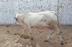 cow vehra