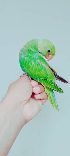 Hand Tamed  7 Green Ringneck Parrot Chicks Urgent Sale.