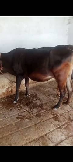Qurbani cow