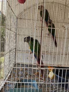 Hand tame Yellow sided conure bird/Parrot