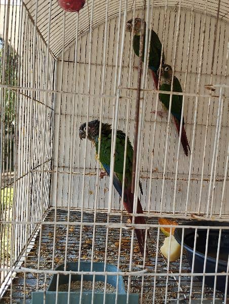 Hand tame Yellow sided conure bird/Parrot 0