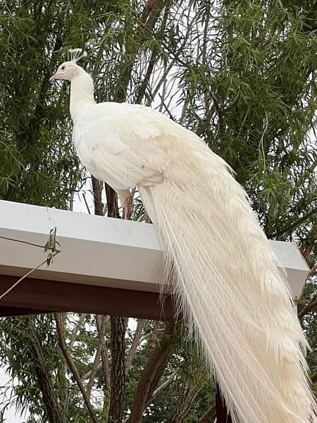 white breader peacock pair 0