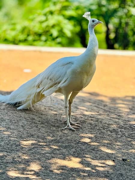 white breader peacock pair 1