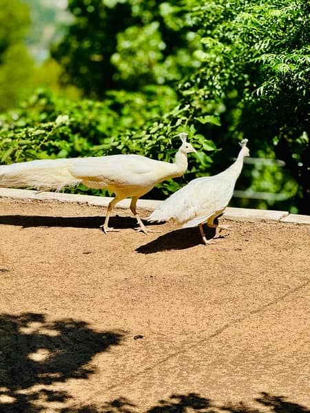 white breader peacock pair 2