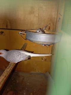 White tail dove 3 breeder pair