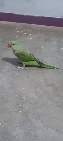 Alexander raw parrot