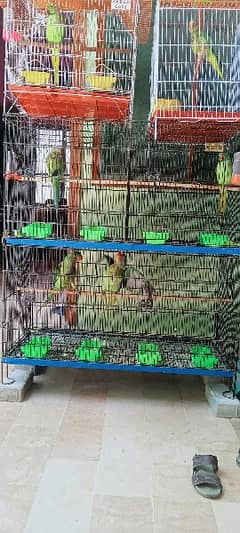 green raw ringneck taking paroots sell 03063243441
