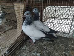 pathay pigeon