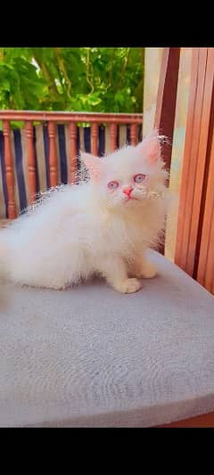 Persian Female Kitten Punch Face cat