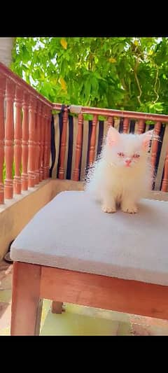 Persian Female Kitten Punch face Blue eyes Cat