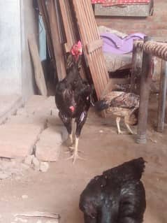 aseel pair and chick