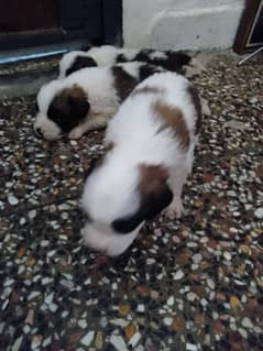 Saint Bernard puppies available, age 1 month