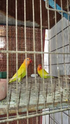 love bird and Australian breeder pairs