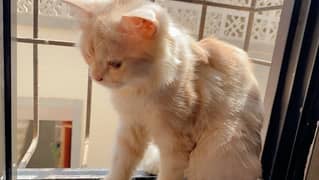 male persian cat
