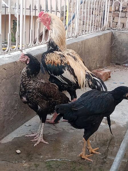 Aseel Fertile Eggs for Sale 9