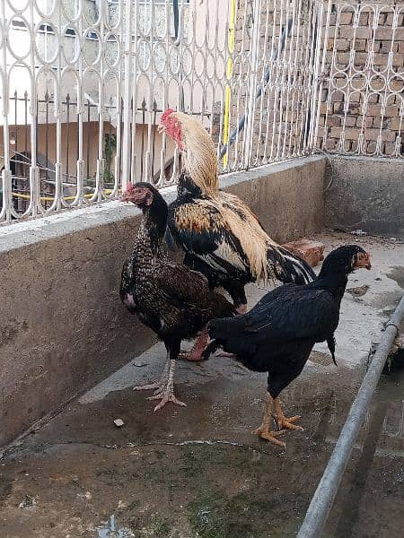 Aseel Fertile Eggs for Sale 10