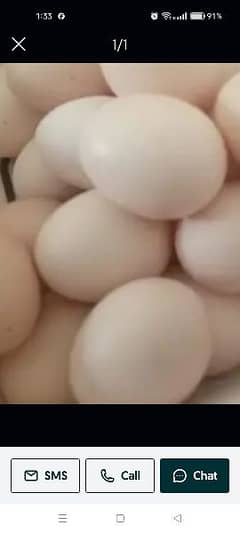 light Sussex eggs