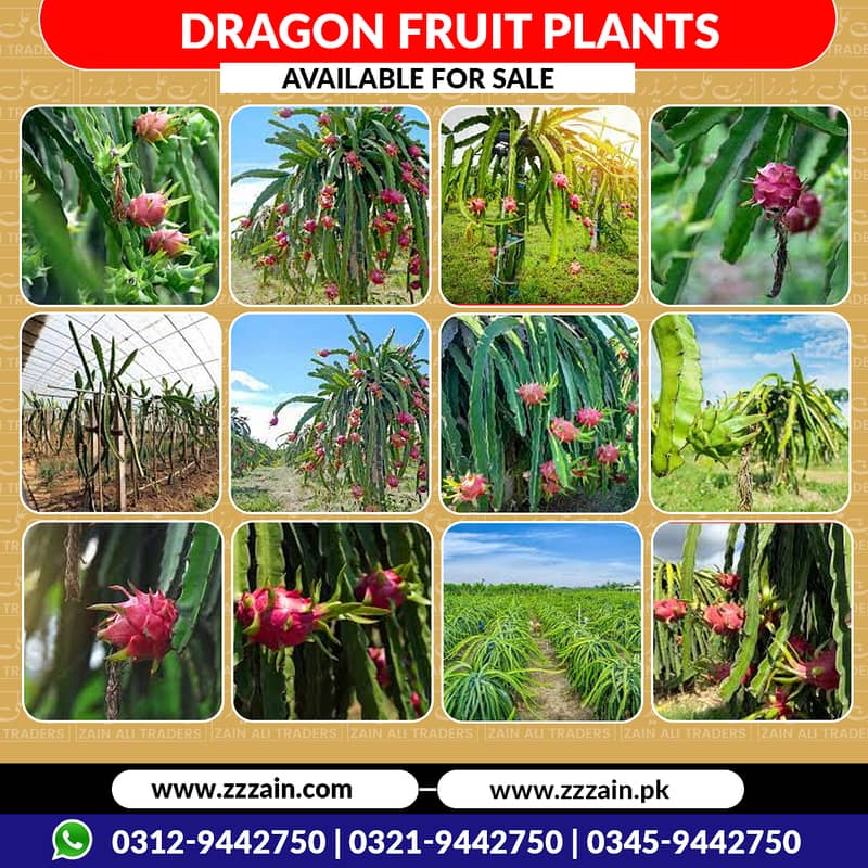 Dragon fruit plants available 03129442750 Zain Ali Farming and Trader 1