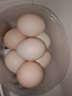Hera aseel Eggs