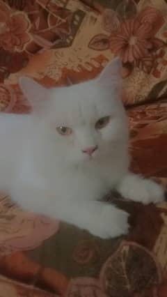 female kitten full white with yellow eyes