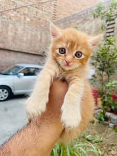 Persian Cat Light Brown Color For Sale