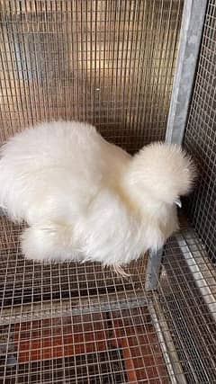 white silke Young breeders available location shujabad Multan