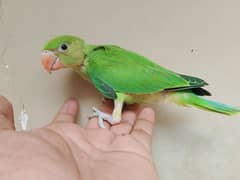 Hand Tamed 1 Green Ringneck Parrot Chick Urgent Sale.