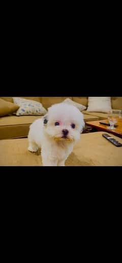 Shitzu Puppy - Male - 1.5 Month