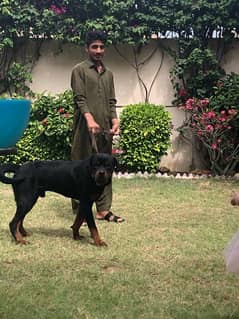 Rottweiler  1.5 years completely vaccinated