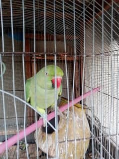Green Ringneck Parrot Pair 14 months age price 20,000