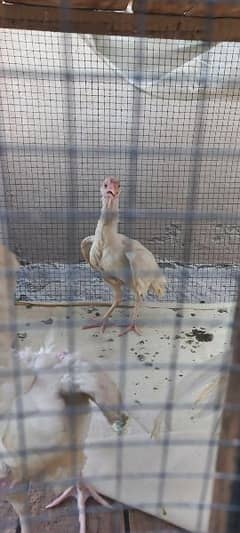paper white hera aseel 2 female 1laying egg 1 high quality male