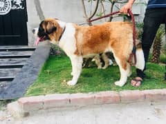 Saint Bernard female for sale