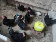 selling 1 hen and 5 chickens