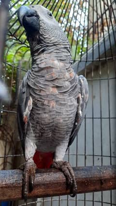 talking Grey parrot Congo size red factor which cage