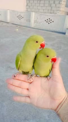 Green ringneck parrots self chick handtame pair