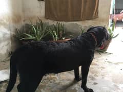 Female labrador…. . ,age 6 month contact 03481047687