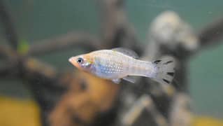 molly mollie imported fish guppy also available