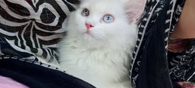 persian kitten,