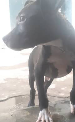 pitbull puppy 2 month for sale