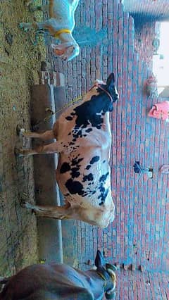 cow for sale for qurbani
