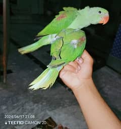 raw  Kashmiri parrots chicks jumbo size  03705055818